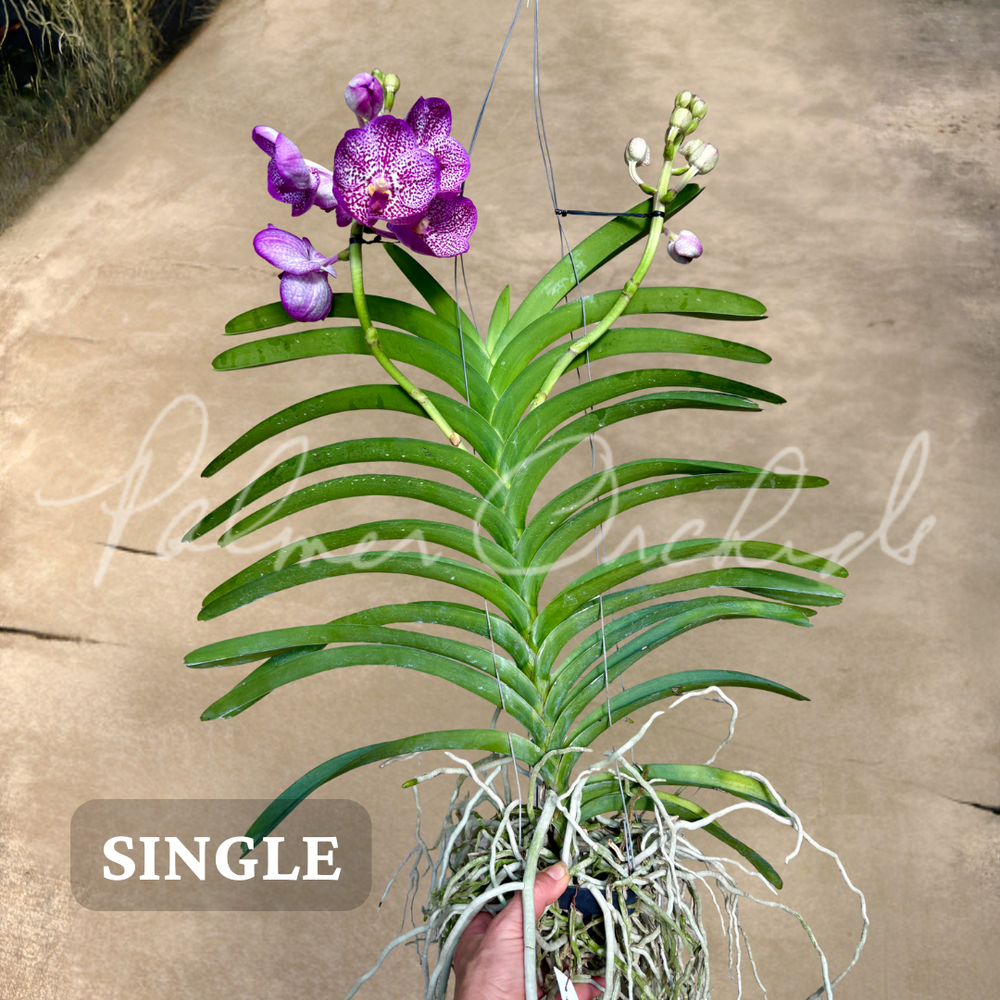Vanda Uraiwan Belle — Palmer Orchids
